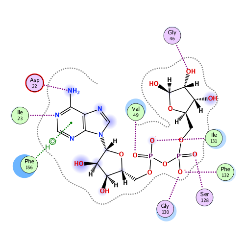 ligand interaction