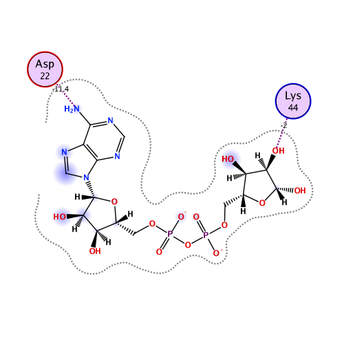 ligand interaction