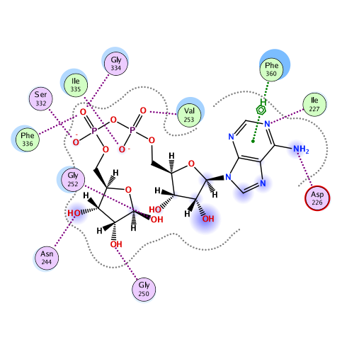 ligand interaction