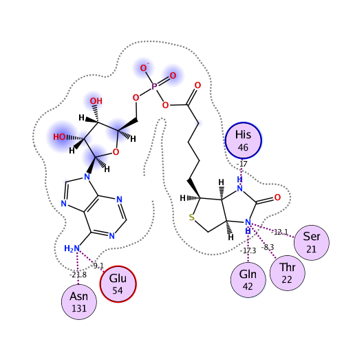 ligand interaction