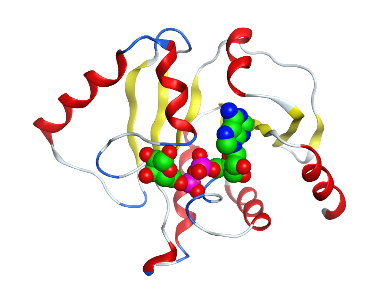 ADP ribose phosphatase
